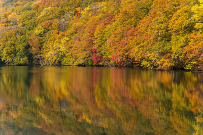 Scenic view of lake by trees during autumn