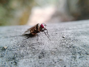 Close-up of insect on leaf