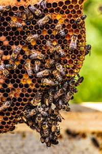 Close-up of bee on field