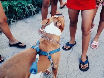 Low section of women by pit bull terrier on footpath