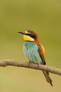 Close-up of bird perching on branch