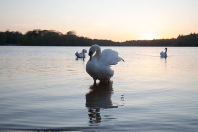 Swan floating on virginia water lake at sunset