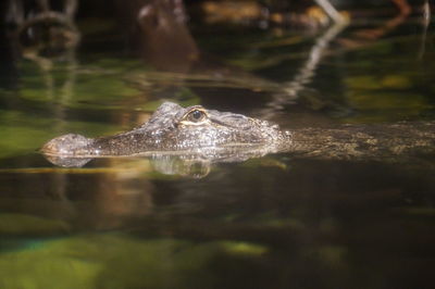 Close-up of jellyfish swimming in water