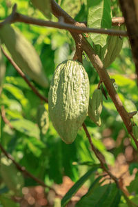 Close-up of fruit growing on tree