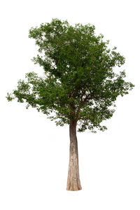 Low angle view of tree against sky