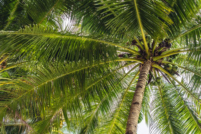 Low angle view of palm trees