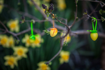 Close up of yellow flower