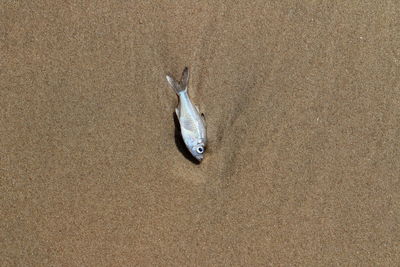 High angle view of fish on beach