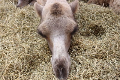 Close-up of a horse