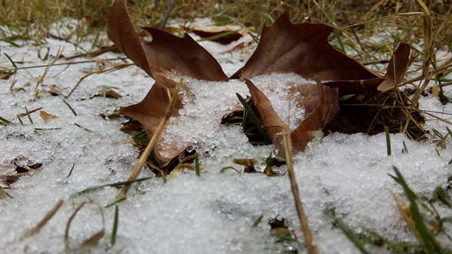 Close-up of snow on ground during winter