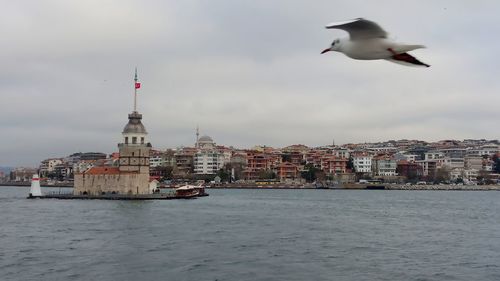 Seagull flying over sea against buildings in city