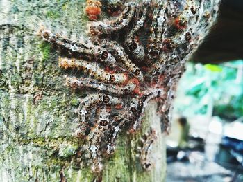 Close-up of caterpillar on tree trunk