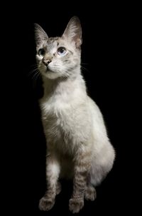 Portrait of a cat looking away