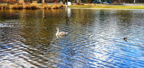 View of birds swimming in lake