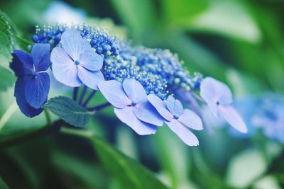 Close-up of purple flowering plant