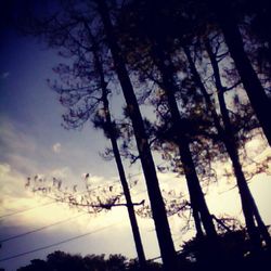 Silhouette of trees at sunset