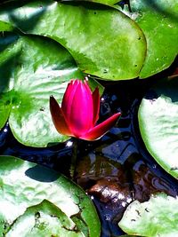 Close-up of lotus water lily in pond