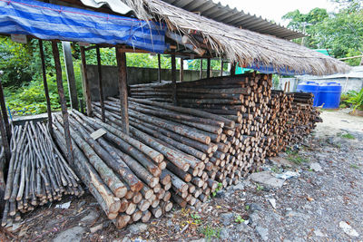 Stack of logs in forest