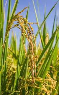 Close-up of wheat growing on field