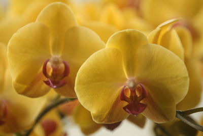 Close-up of yellow orchids