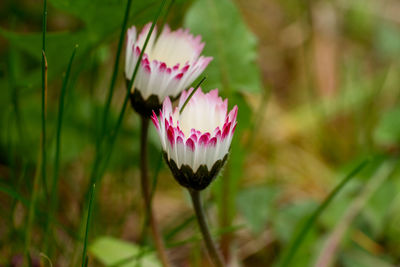 Close-up of pink water lily