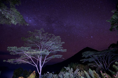 Low angle view of trees against sky at night