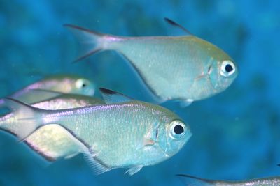 Close-up of fish in aquarium