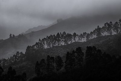 Scenic view of forest against sky