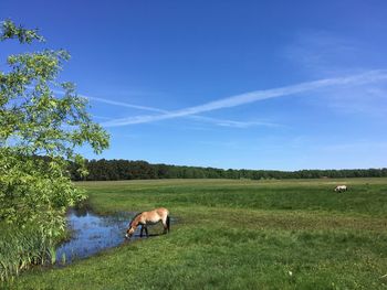 Horse grazing in a field