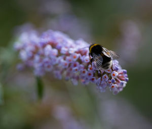 Close-up of bee pollinating on purple flower