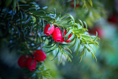 Yew tree berries on branch 