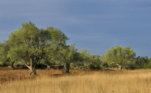Scenic view of grassy field against sky