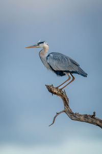 Gray heron on tree