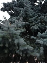 Low angle view of pine tree during winter