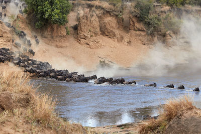 Wildebeest crossing the mara river during the annual great migration.