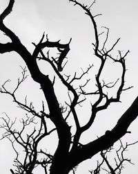 Low angle view of bare tree against clear sky