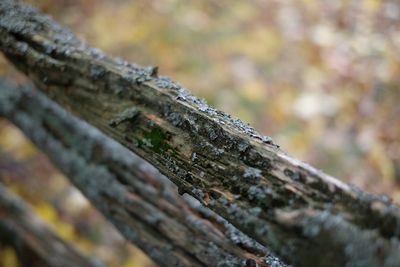 Close-up of tree trunk