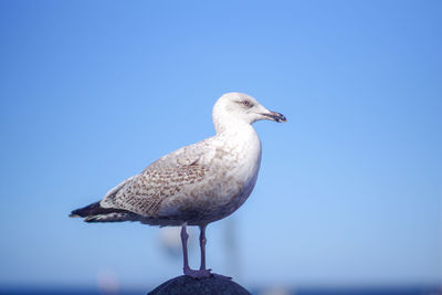 Close-up of seagull perching on a wall