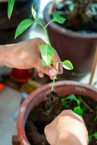 Midsection of person holding potted plant