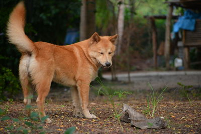 Dog looking away on field