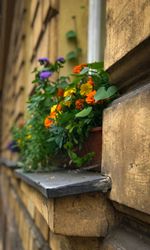 Close-up of potted plant