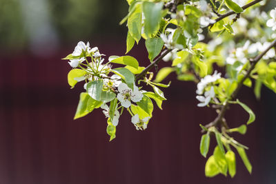 Close-up of flowering plant