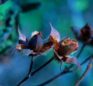 Close-up of insect on flower