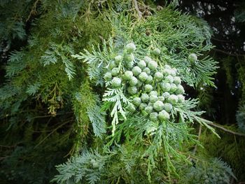 Close-up of pine tree