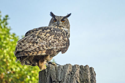 Low angle view of owl perching on rock