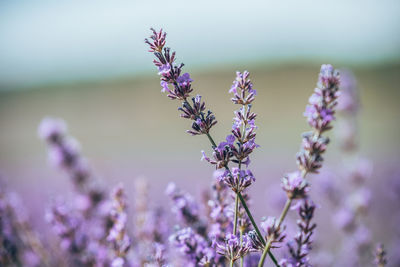 Close-up of insect on purple flowering plant