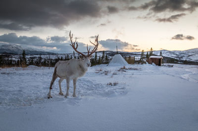 Reindeer on snow covered field against cloudy sky
