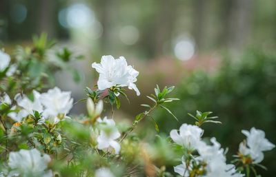 Close-up of white flowering plant