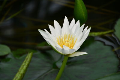 Close-up of water lily in lake