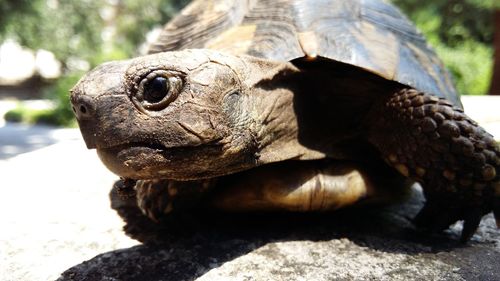 Close-up of turtle on rock